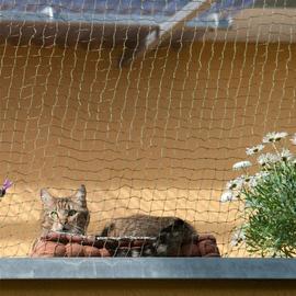 Filet de protection contre les oiseaux et les cerfs, barrière de jardin et  cultures, maille de protection pour chat et chien, couverture de fenêtre  jetable