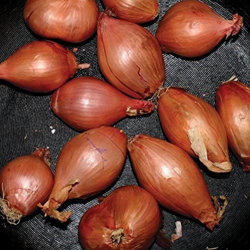 Fried Shallots [12