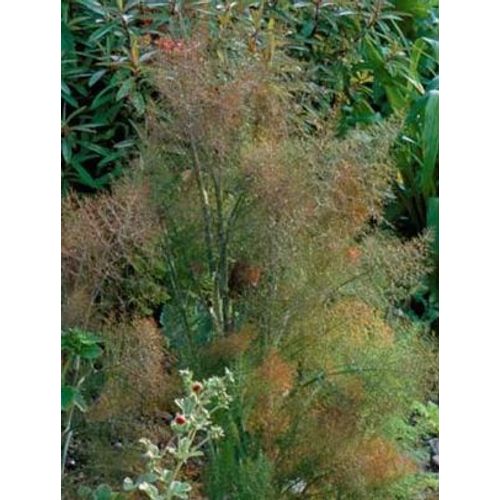 Graines De Fenouil Bronze Dcoratif
