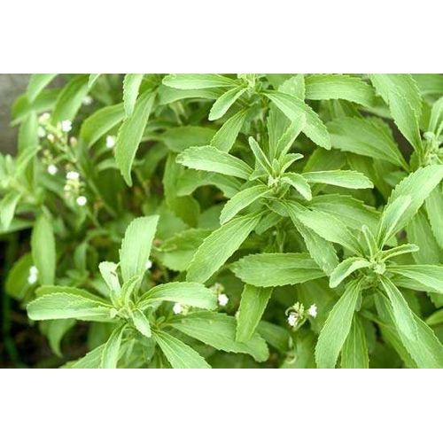 Graines De Stevia Rebaudiana