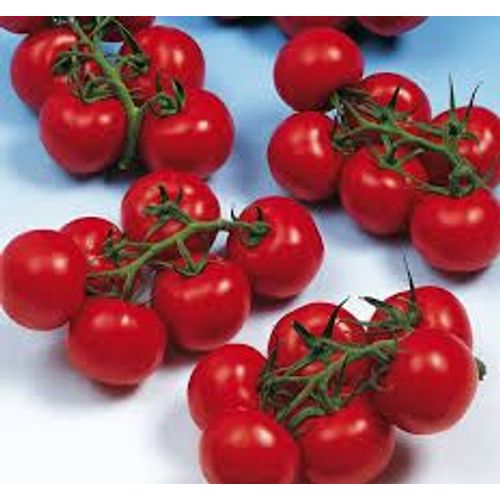 Graines De Tomate Avalantino (Bio)