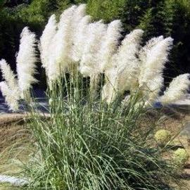 HERBE de la PAMPAS blanche GEANTE white pampas grass Lot de 10 graines  Record du monde | Rakuten