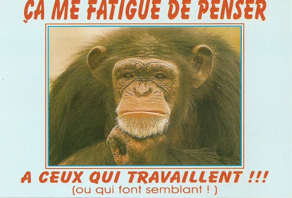 Humour Singe Ca Me Fatigue De Penser A Ceux Qui Travaillent Ou Qui Font Semblant Rakuten