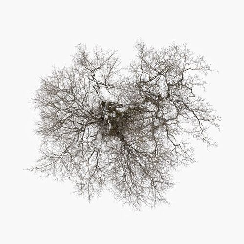 John Metcalfe - Tree [Vinyl Lp] - John Metcalfe