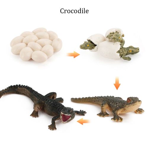 Jouets De La Commission De Subventionnement De La Vie Animale Pour Enfants,Montessori,Fuchsia,Aide  La Croissance Des Animaux,Plante,Ensemble De Modles De Subventionnement,Prs, - Type Crocodile