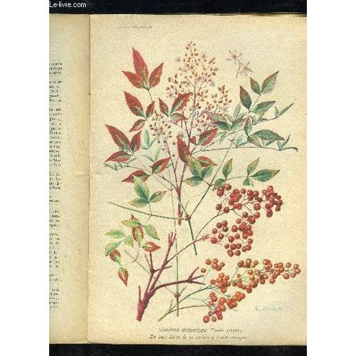 La Revue Horticole 1923 N 16 - H. Martinet. Chronique Horticole.R. Lesourd. )S. Mottet. Pinus L Eue Oder Mis Antoine.Dr Attilio Ragionieri. ) Llectrogn-A. Meunissier.S Tique.V. Enfer. ... de Martinet H. / Lesourd F.