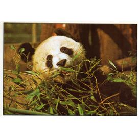 Le Panda Bambouseraie D Anduze Tbe Carte Postale Rakuten