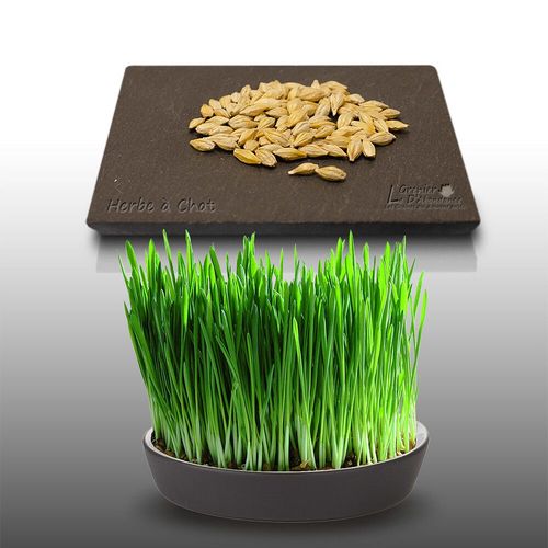 Mille Graines  Semer - Le Grenier D'abondance - Herbe  Chat - Complment Alimentaire Pour Le Transit