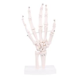 Modèle de squelette humain pour anatomie-médical taille réelle avec système  nerveux 70.8 pouces avec support roulant pour l'étude médicale