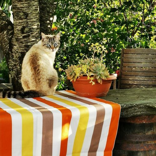 Nappe En Coton Enduit Jaune Rectangle 160 X 240 Cm