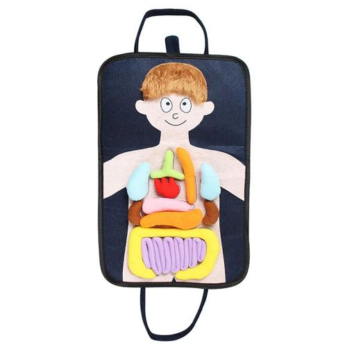 Organes Du Corps humain Jouet Sensibilisation Physiologique Éducatifs L