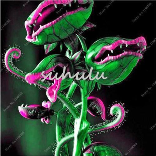 Plante Carnivore Vert Gant Attrape Mouches 10 Graines Record Du Monde Top Qualit
