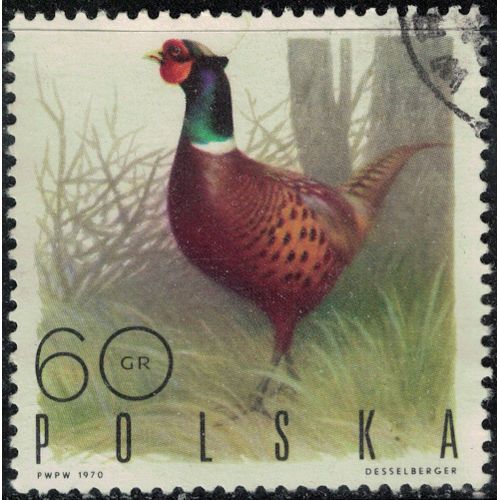 Pologne 1970 Oblitr Used Oiseau Phasianus Colchicus Faisan De Colchide Y&t Pl 1839 Su
