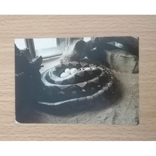 Ponte De Python Rticul - Carte Postale