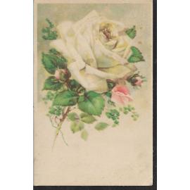 Achat Rose Blanche - Carte Postale en gros