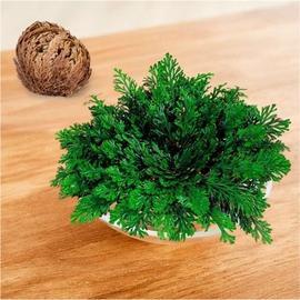 Rose De Jericho 10 Cm