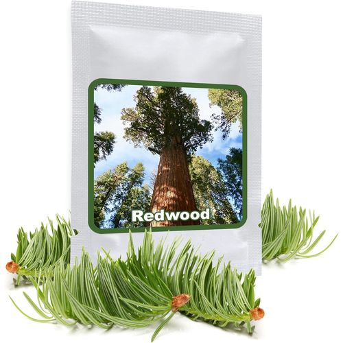 Squoia Gant 25 Graines/Sequoiadendron Giganteum/Le Plus Gros Arbre Du Monde.[G81]