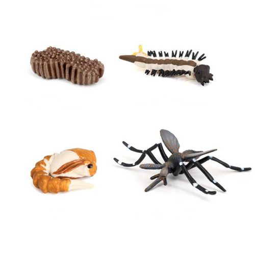 Simulation Du Processus De Croissance Des Animaux, Insecte Moustique Escargot Fourmi Mantis Cycle De Croissance Modle D'ducation Pour Enfants