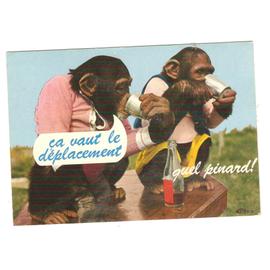 Singes Carte Postale Humoristique 2 Singes Buvant Du Vin Monkey Postcard Humour Monos Rakuten