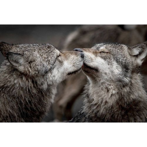 Tableau Sur Toile Bisou De Loups 45x65 Cm