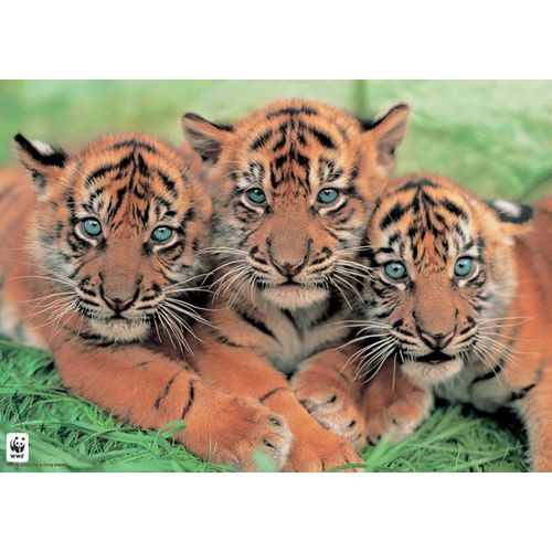 Tigre - Wwf - Tigres - Tiger - Affiche / Poster Envoi En Tube