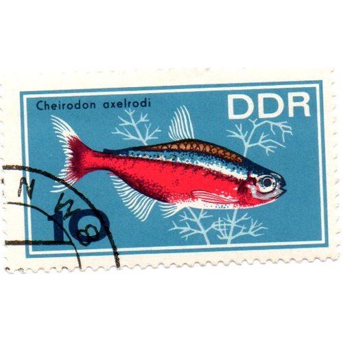 Timbre Ddr 20 - Aphyosemion Coeruleum - Oblitere