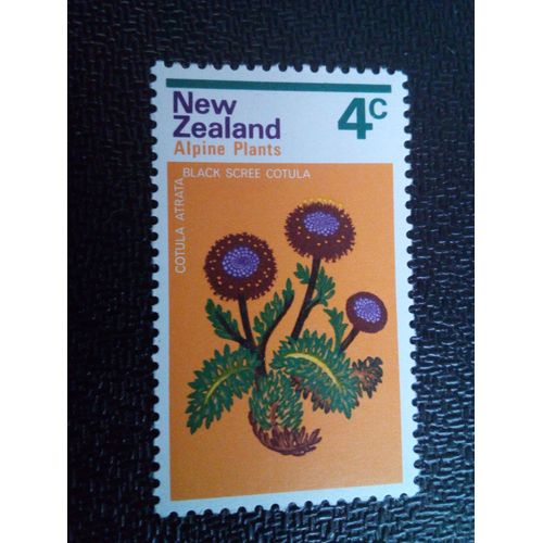 Timbre Nouvelle-Zelande Yt 567 cran Noir Cotula (Cotula Atrata) 1972 ( 0031004 )