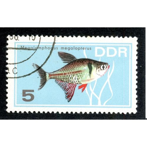 Timbre Oblitr Ddr, Megalamphodus Megalopterus , 5