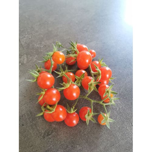 Tomate Groseille 