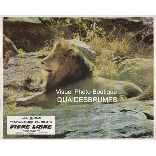Vivre Libre - Born Free (Lion): Photo D'exploitation Cinmatographique - Format 23.5x29 Cm - De James Hill Avec Virginia Mckenna, Bill Travers, Geoffrey Keen, Peter Lukoye, Omar Chambati - 1966