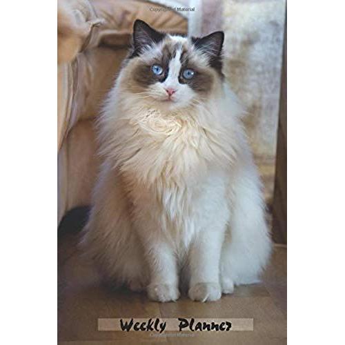 Weekly Planner: Cat Lovers Daily Planner 52 Weeks Agenda Organizer Schedule 6x9   de Sterling, Hope  Format Broch 