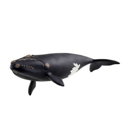 Wild Life Baleine De L'atlantique