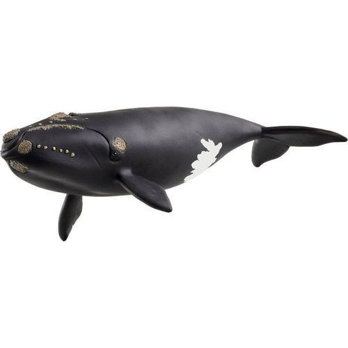 Wild Life Baleine De L'atlantique