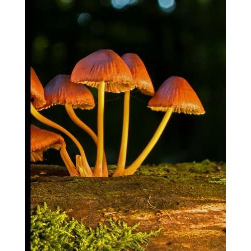 Wild Mushrooms Notebook: Lined Composition Book, Journal, Diary, Notepad, Workbook For Students, Children, Adults, 120 Pages   de Nature, One With  Format Broch 