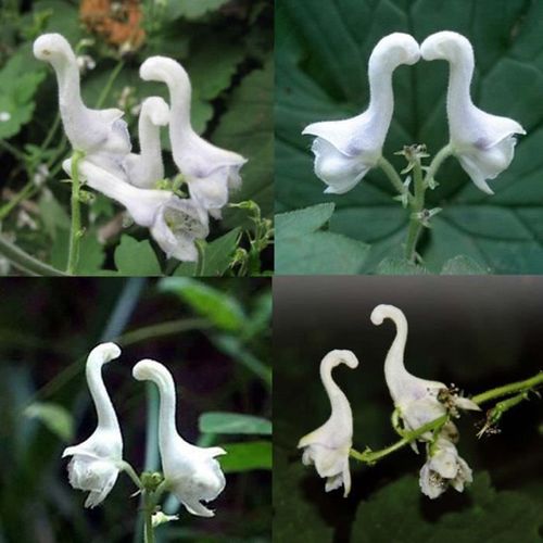 Xm 100 Pcs Rare Fleurs De Cygne Graines Fleurs Blanches Decor Maison Jardin Plantation