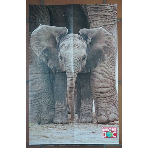 Poster Images Doc Éléphanteau D'afrique - Animaux