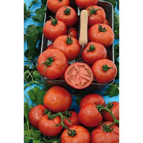 Graine Tomate Fantasio F1