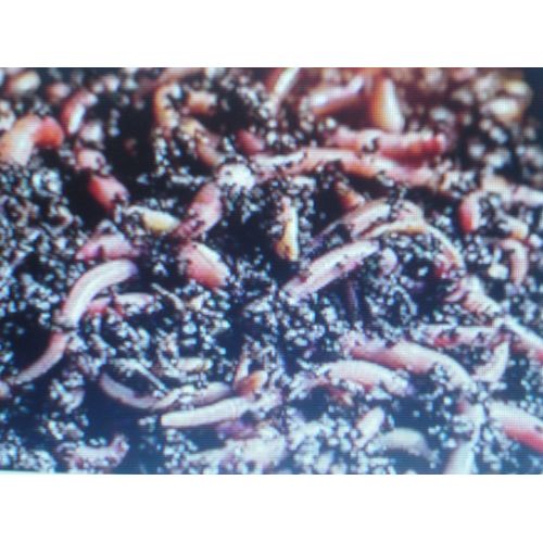 100 Lombrics vers de compost/vers de terre pour composteur / lombricomposteur.