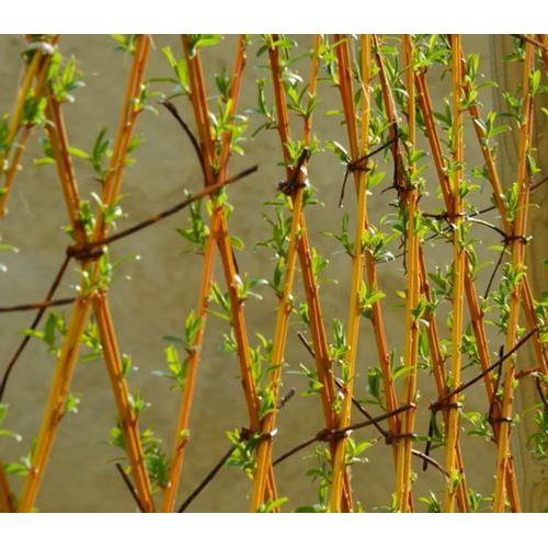 105 brins d' osier vivant pour planté une haie clôture en osier vif