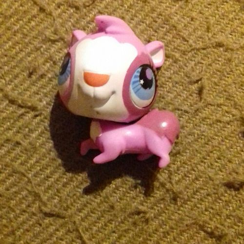 Petshop 2755 Cochon D Inde