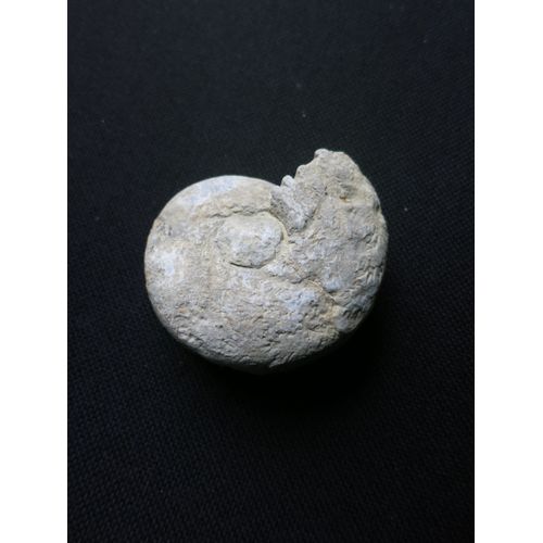Fossile Nautile 60mm
