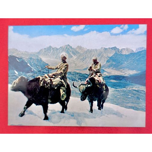 Carte Postale Afghanistan. Cavalier Sur Yack. Ecrite