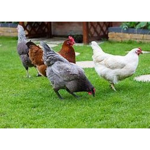 Anti Poux Rouge Poule, Oiseau Et Autres Volailles, En Flacon Goutte A Goutte De 5 Ml.