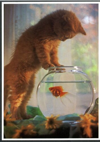 Carte Postale Un Chat Et Un Poisson