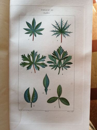 Esquisse D'iconographie Végétale