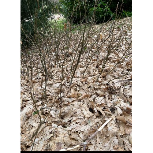 Lot De 100 Plants Chataigners 30cm