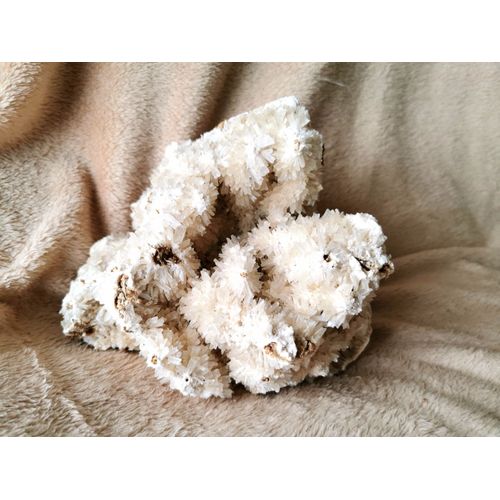 Corail Blanc Fossilisé – 1,628 Kg