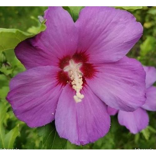 Hibiscus (Althéa)