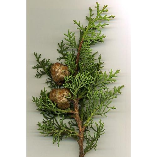 Huile Essentielle De Cyprès - Cupressus Sempervirens - 30 Ml 