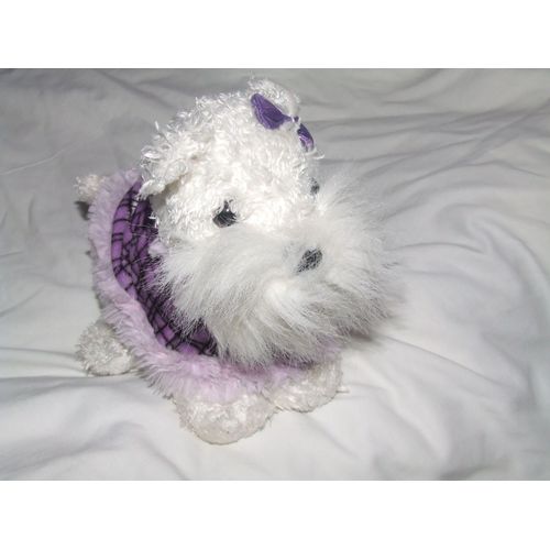 Chien Anna Club Scottish